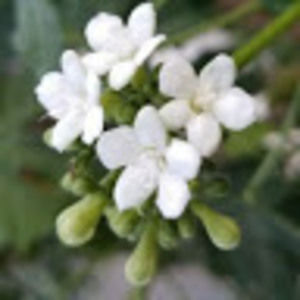 Meet your Posher, Araceli